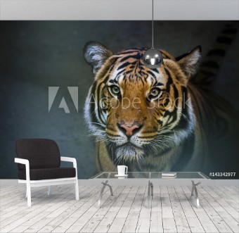 Picture of Siberian tiger sitting in water